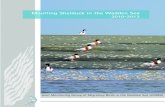 Moulting Shelduck in the Wadden Sea - Sovon€¦ · 3 Moulting Shelducks in the Wadden Sea 2010 - 2012 2010 - 2012 Moulting Shelduck in the Wadden Sea Evaluation of three years of
