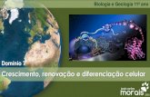 Apresentação do PowerPointjcmorais.com/documentos/BioGeo11_AE_D7_18... · A Replicação do DNA Replicação semiconservativa 7. Crescimento, renovação e diferenciação celular