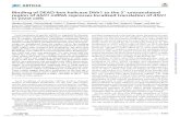 BindingofDEAD-boxhelicaseDhh1tothe5 -untranslated regionof ... · Ash1 and ASH1 mRNA in the wild-type, dhh1, and dhh1-puf6 strains. The levels of Ash1 were clearly increased in the