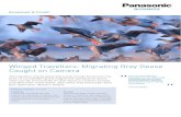 Winged Travellers—Migrating Grey Geese Caught on Camera · The EVA1 also features fourteen stops of dynamic range for precise light/dark exposure control. The EVA1 contains V-Log/V-Gamut
