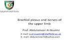 Brachial plexus and nerves of the upper limb...Brachial plexus and nerves of the upper limb E-mail: a.al-nuaimi@sheffield.ac.uk E. mail: abdulameerh@yahoo.com Prof. Abdulameer Al-Nuaimi
