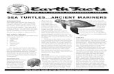 SEA TURTLESANCIENT MARINERS - jamentrust.org · Sea turtles have roamed the oceans for over 100 million years. They are reptiles, just like crocodiles, snakes, lizards, and land turtles.