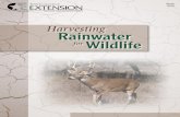 Harvesting Rainwater for Wildlife - Texas A&M …...able for harvesting, storing and conveying rainwater. Wildlife water sources Just as for humans, water is essential for all animals,