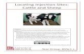 Locating Injection Sites: Cattle and Sheep · For each injection site, there is an injection site card (label) and a route of administration The task is to match all the injection