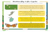 Butterfly Life Cycle · The caterpillar needs to eat lots to grow. What happens during the third stage? The caterpillar forms a chrysalis (or pupa). It is usually brown or green.