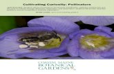 Cultivating Curiosity: Pollinators...Cultivating Curiosity: Pollinators Unit Overview: Students will be introduced to the process of pollination, pollinator preferences and the parts