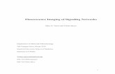 Imaging signaling networks - Stanford Universityweb.stanford.edu/~teruel1/papers/Teruel_TCBreview.pdf · Fluorescence Imaging of Signaling Networks Mary N. Teruel and Tobias Meyer
