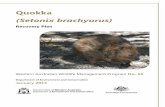 Quokka (Setonix brachyurus) Recovery Plan...ii Western Australian Wildlife Management Program No. 56 Quokka (Setonix brachyurus) Recovery Plan January 2013 Department of Environment