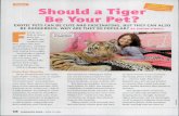 Debate Should a Tiger Be Your Pet? · Debate Should a Tiger Be Your Pet? EXOTIC PETS CAN BE CUTE AND FASCINATING, BUT THEY CAN ALSO FBE DANGEROUS. WHY ARE THEY SO POPULAR? BY JUSTIN