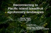 Reconnecting to Pacific Island breadfruit …...Pacific Island breadfruit agroforestry landscapes Rising Voices June 30, 2015 Craig Elevitch Agroforestry Net/Olohana Cornell University