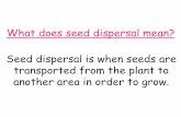 What does seed dispersal mean? Seed dispersal is when ... · Their fruits/seeds fall from the plant, into the water and could be carried for long distances. A good example of this