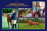 Caspian Horses · 2018-06-25 · given to HRH Prince Philip 1974: 3 stallions and 5 mares 1975: 4 stallions and 3 mares 1976: 1 stallion and 6 mares To Australia 1975: 1 stallion