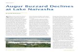 SPOTLIGHT Augur Buzzard Declines at Lake Naivasha...54 SWARA JULY - SEPTEMBER 2011 SPOTLIGHT Augur Buzzard Declines at Lake Naivasha S itting on the porch before sunrise, drinking