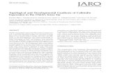 Topological and Developmental Gradients of …...JARO 03: 001–015 (2001) DOI: 10.1007/s101620010071 Topological and Developmental Gradients of Calbindin Expression in the Chick’s