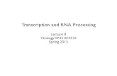 Transcription and RNA Processing - virology · Transcription and RNA Processing Lecture 8 Virology W3310/4310 Spring 2013. Viruses are Informative