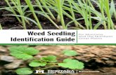Weed Seedling - Washington State UniversityTips on using this weed seedling identification guide This guide is not a complete list of all the weeds to be found in croplands or rangelands.