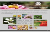 Pollinators in Hawaii - The Kohala Centerkohalacenter.org/docs/resources/hpsi/PollinatorsInHawaii.pdf · Pollinators in Hawaii UH Honeybee Project Most flowering plants rely on animal