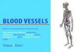 BLOOD VESSELS - Visible Body eBooks... · 2019-01-04 · VEINS & ARTERIES There are two basic types of blood vessels: veins and arteries. Veins carry blood back to the heart and arteries