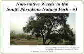 Non-native Weeds in the South Pasadena Nature Park - #1Non-native Weeds in the South Pasadena Nature Park - #1 Powerpoint Presentation and Photographs by Barbara Eisenstein, October