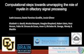 Computational steps towards unwrapping the role of myelin ...professor.ufabc.edu.br/.../slides/sem.05.diegos2.pdfComputational steps towards unwrapping the role of myelin in olfactory