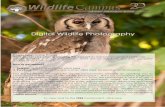 Digital Wildlife Photography Wildlife Photograp… · Digital Wildlife Photography Course type: Online Course What do I receive when graduating this course? An industry recognised