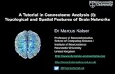 A Tutorial in Connectome Analysis (I): Topological and ... · Dr Marcus Kaiser A Tutorial in Connectome Analysis (I): Topological and Spatial Features of Brain Networks Professor