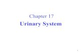 Chapter 17hhh.gavilan.edu/jcrocker/documents/Ch17-20Rev.pdf · Chapter 17 Urinary System. 2 Introduction A. ... Urine Elimination A.After forming in the nephrons, urine passes from