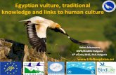 Egyptian vulture, traditional knowledge and links to …...Egyptian vulture, traditional knowledge and links to human culture Volen Arkumarev BSPB/Birdlife Bulgaria 6th of July 2015,