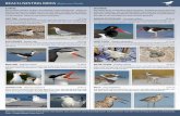 Beach-nesting Birds Reference Guide · Many of Florida’s beach-nesting shorebirds and seabirds have experienced declines as a result of habitat loss and excessive disturbance at