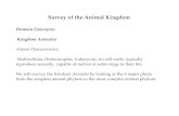 Survey of the Animal Kingdom · 2015-04-02 · Survey of the Animal Kingdom Domain Eukaryota Kingdom Animalia Animal Characteristics: Multicellular, Heterotrophic, Eukaryotic, no