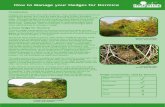 How to Manage your Hedges for Dormice_hedges… · cutting of hedges. However, many hedge networks in southern England and Wales still contain strong populations of dormice, especially