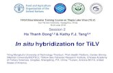 In situ hybridization for TiLV · In - situ . hybridization . inside. site “in position” or “in place” “Basically it involves formation of a hybrid molecule between an endogenous