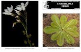 Carniflora News - June 2019 - WordPress.com › 2019 › 06 › carni... · Welcome to Carniflora News, a newsletter produced by the Australasian Carnivorous ... 7th February 2020