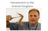 Introduction to the Animal Kingdom - Weebly · class Cephalopoda (head-foot) Body Sides anterior - toward the head posterior - toward the tail dorsal - back side ventral - belly side