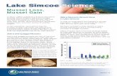 Lake Simcoe Science › Shared Documents › newsletter... · Lake Simcoe. Second, quagga mussels can survive on fewer food particles than zebra mussels, so they are more efficient