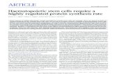 Haematopoietic stem cells require a highly regulated ... · Haematopoietic stem cells require a highly regulated protein synthesis rate Robert A. J. Signer 1, Jeffrey A. Magee , Adrian