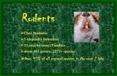 Rodents - University Of Illinois 24 Rodentia1.pdfRodents Class Rodentia 5 (depends) Suborders 33 (maybe more) Families about 481 genera, 2277+ species ... •Mostly small, average