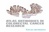ATLAS ANTIBODIES IN COLORECTAL CANCER RESEARCH · ABC-Transporter Expression Does Not Correlate with Response to Irinotecan in Patients with Metastatic Colorectal Cancer. J Cancer