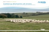 Iceberg diseases of ewes - AHDB Beef & Lambbeefandlamb.ahdb.org.uk/wp-content/uploads/2019/01/... · Iceberg diseases of ewes Technical manual for vets, consultants and farmers. Contents