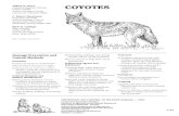 Coyotes - georgiawildlife.com · wolves. True wolves are also present in some areas of coyote range, particu-larly in Canada, Alaska, Montana, northern Minnesota, Wisconsin, and Michigan.