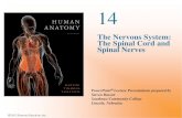 The Nervous System: Spinal Nerveslibvolume7.xyz/.../humanphysiology/nerve/nervenotes2.pdfFigure 14.2a The Spinal Cord and Spinal Meninges Anterior view of spinal cord showing meninges