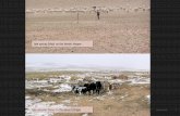 late spring (May) on the desert steppe - ARS 2019 › wp-content › uploads › 2019 › ... · PowerPoint Presentation Author: DrK Created Date: 9/25/2019 1:24:41 PM ...