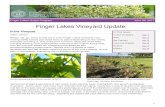 Finger Lakes Vineyard Update - Cornell University€¦ · Finger Lakes Vineyard Update Is published by Cornell Cooperative Extension Finger Lakes Grape Program Ontario, Schuyler,