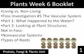 Plants Week 6 Booklet - SOUTH CAROLINA 6TH GRADE SCIENCEsc6thgradescience.weebly.com/uploads/3/0/9/8/... · It is essential that students be familiar with internal structures of nonvascular