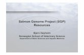 Salmon Genome Project (SGP) Resourcesgenomics.aquaculture-europe.org/.../Aquafunc/doc/SGP.pdf · 2007-04-10 · SGP resources Summary Genetic map for Atlantic salmon - 450 markers