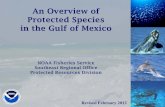 Protected Species in the Gulf of Mexico...- Scalloped hammerhead shark Gulf of Mexico CANDIDATE SPECIES Animals are not randomly distributed in the oceans. Species inhabit areas that