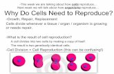 cells reproduce… organisms reproduce… Why Do Cells Need to ... · organisms to grow, replace dead cells, and reproduce. A cell’s life can be described with the cell cycle. There