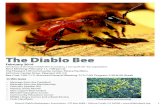 The Diablo Beediablobees.org/wp-content/uploads/2017/03/2016-Feb.pdfThe Diablo Bee February 2016 Newsletter of the Mount Diablo Bee Association, a non-profit 501-3(c) organization