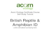 British Reptile & Amphibian ID - Ecology Training UK · 2019-01-18 · British Reptile & Amphibian ID ( and a bit about surveying too!) Resources ... acidic) soils than other species