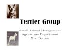 Terrier Group - Frisco Wakeland FFAfriscowakeland.ffanow.org › F › friscowakeland › Microsoft... · 2010-09-27 · Bull Terrier •At one time the Bull Terrier was the “Ultimate